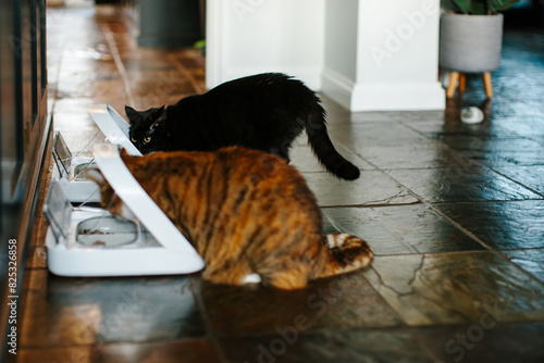 Two cats feeding from microchip controlled feeders. photo