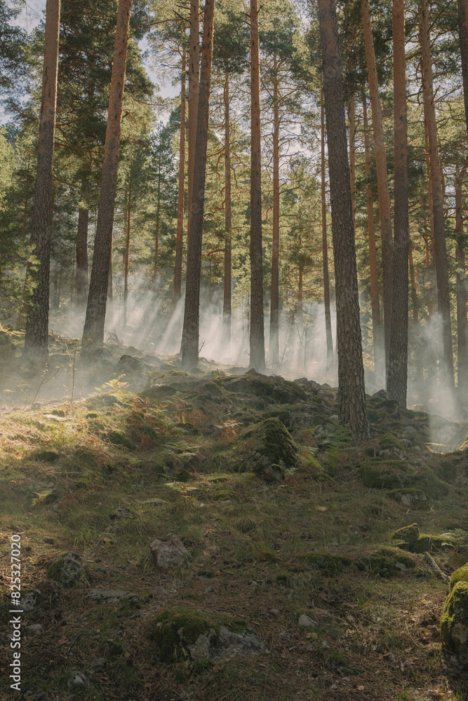 Tree In Forest With Smoke
Tree In Forest With Smoke