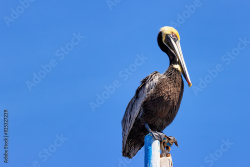 Pelican at Shem Creek Park  Mount Pleasant  South Carolina  USA