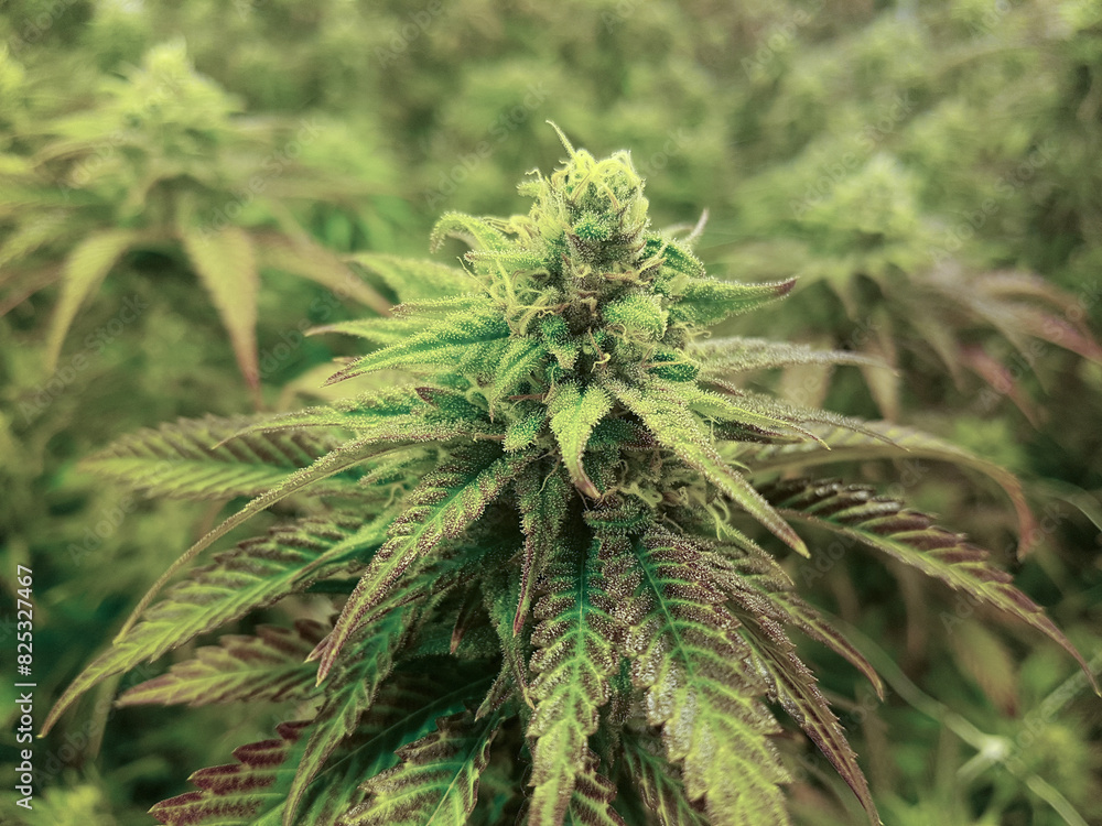 Large Flowering Marijuana Bud in Greenhouse Large Flowering Marijuana Bud in Greenhouse