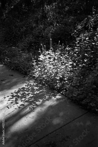 Overgrown weeds sucking up available sunlight photo