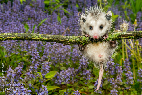 Virginia Opossum - Didelphis virginiana