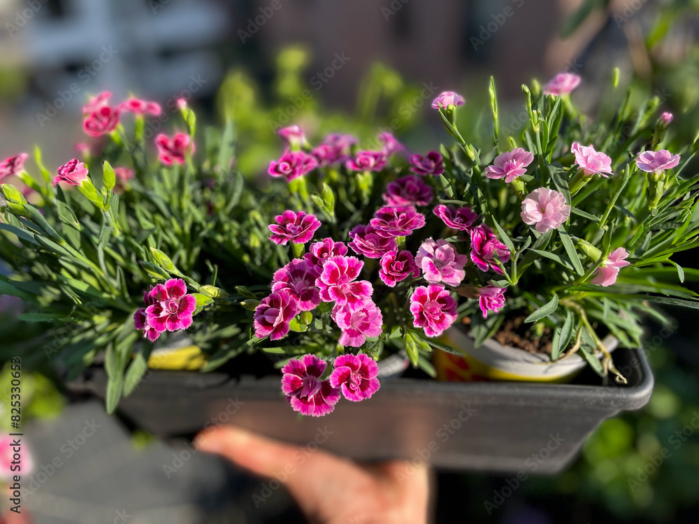 Fototapeta premium Vibrant pink purple Carnations decorative flowers in grey flower pot in female hand close up in balcony terrace garden