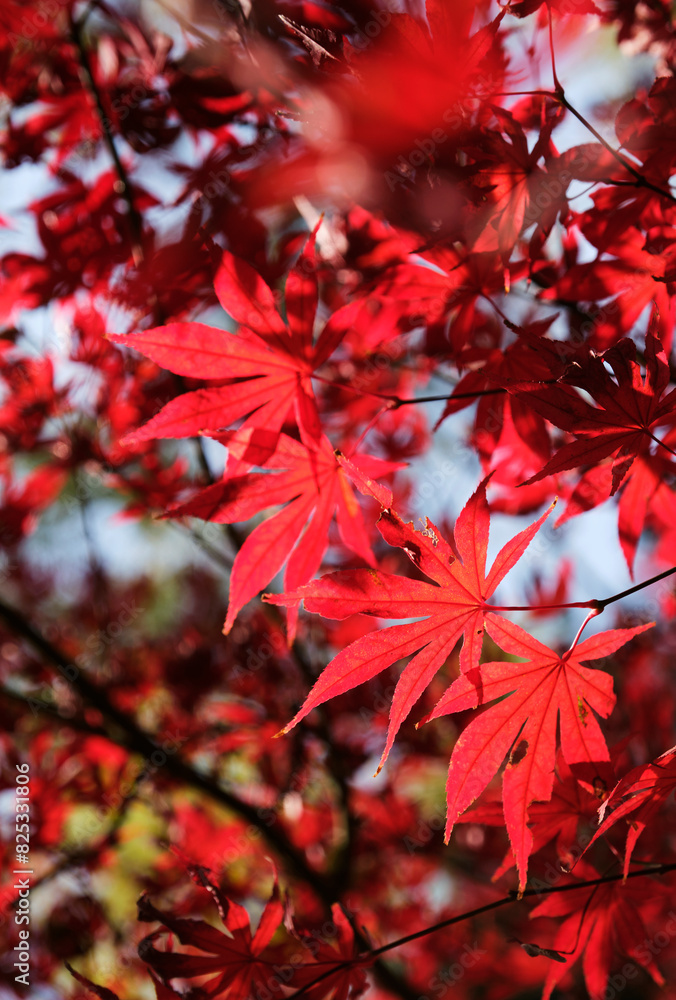 Closeup of red maple leaves in the courtyard of ancient city building Closeup of red maple leaves in the courtyard of ancient city building