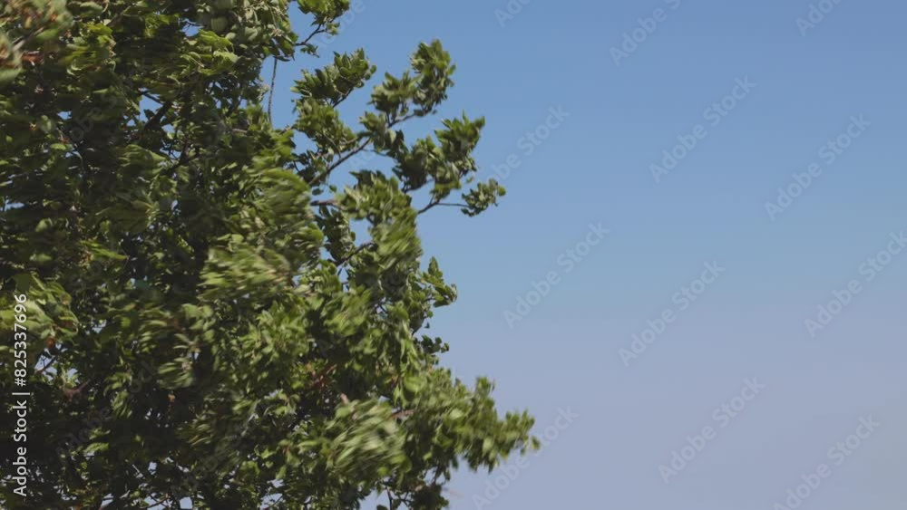 Swaying leaves in the windy weather with copy space for texts. Nature or weather concept video. Swaying leaves in the windy weather with copy space for texts. Nature or weather concept video.