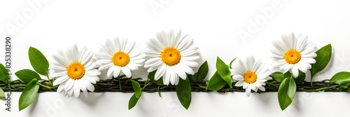 Banner. Daisy flowers in a line arrangement with wine on white background.