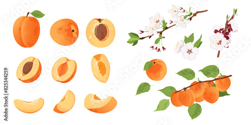 Set with apricot flower, apricot on a branch, a whole apricot and half a fruit. Flat vector apricot set.	