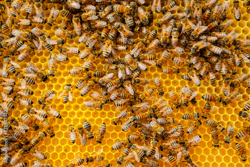 bee hive making honey