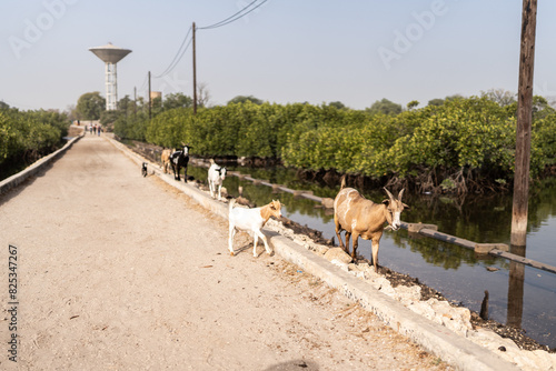 Animals walking along the edge of river. photo