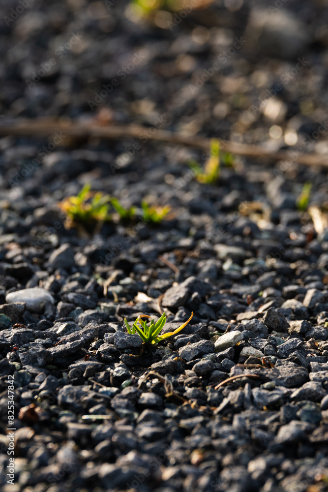 Grass grows from the stones road. Grass grows from the stones road.
