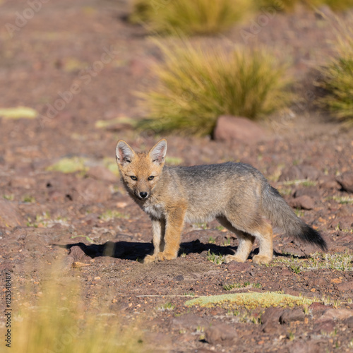 Cute Culpeo Fox Cub In Atacama Desert   photo