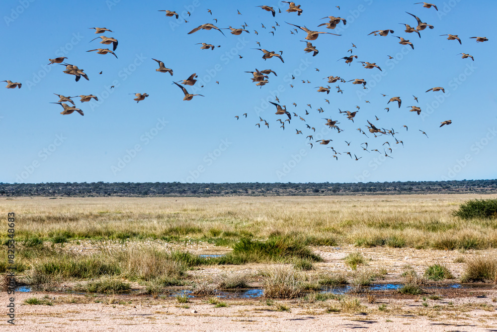 flock of sandgrouse burchell flying over a water hole in the african savannah flock of sandgrouse burchell flying over a water hole in the african savannah