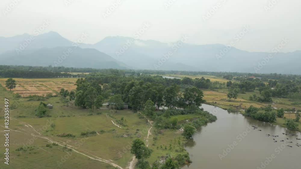 Rise Above Bathing Buffalo And Farms In Lang Co Countryside Vietnam