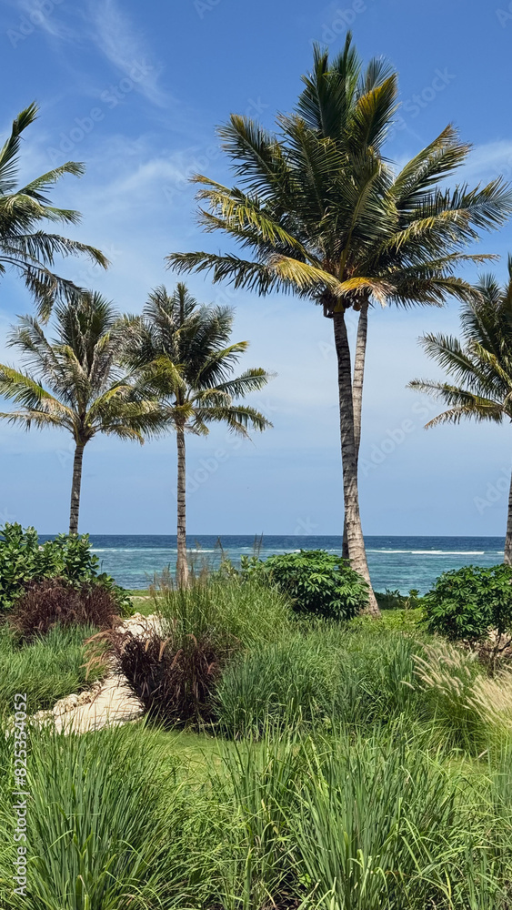 Tropical Serenity. Palms and Ocean Breeze Tropical Serenity. Palms and Ocean Breeze