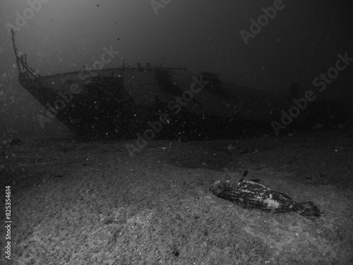 dead grouper fish around a shipwreck underwater harm