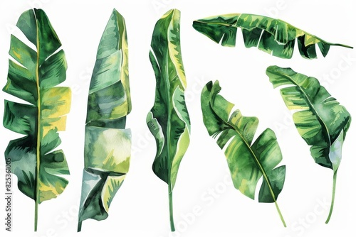 set of watercolor banana leaves tropical border for wallpaper botanical illustration photo