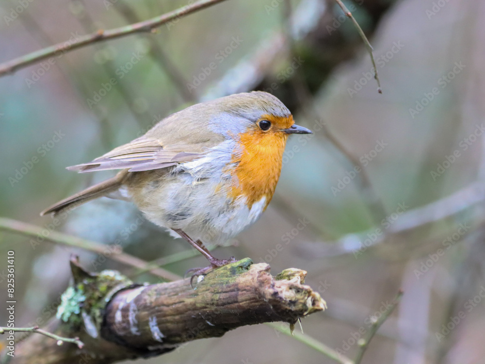 Fototapeta premium Small Robin (Erithacus rubecula) perched on a branch