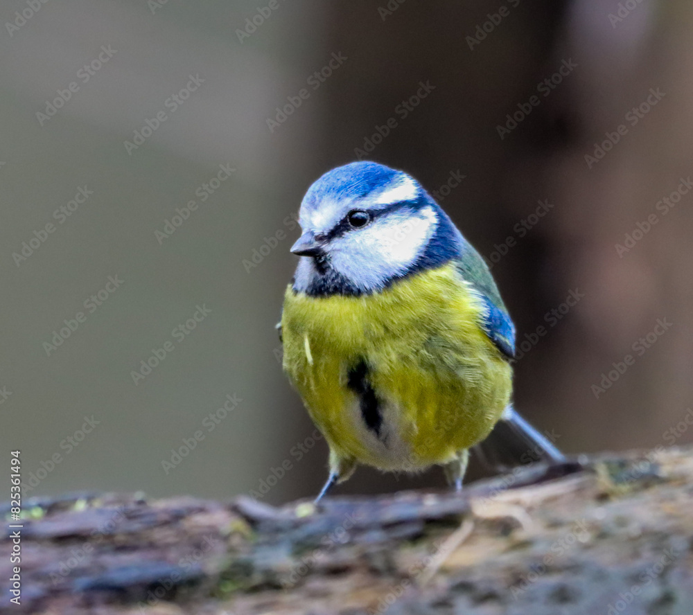 Small Blue tit (Cyanistes caeruleus) perched on a branch Small Blue tit (Cyanistes caeruleus) perched on a branch