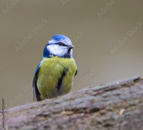 Small Blue tit (Cyanistes caeruleus) perched on a branch