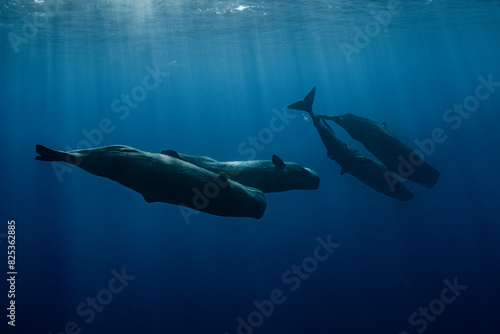 Sperm whale swimming underwater photo