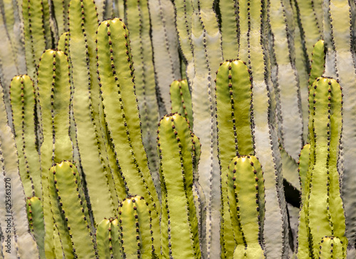 Close up of a cactus