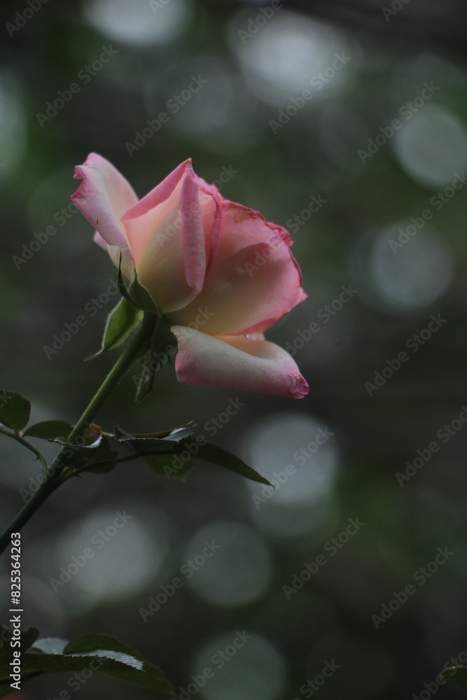 rose bloom flower garden pink red Spring summer romantic Colorful Background screensaver wallpaper rose bloom flower garden pink red Spring summer romantic Colorful Background screensaver wallpaper
