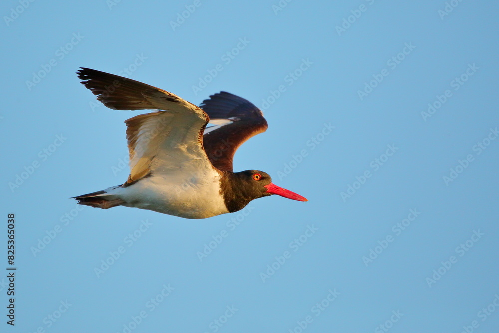Obraz premium Pilpilen American Oystercatcher en vuelo, detalles.