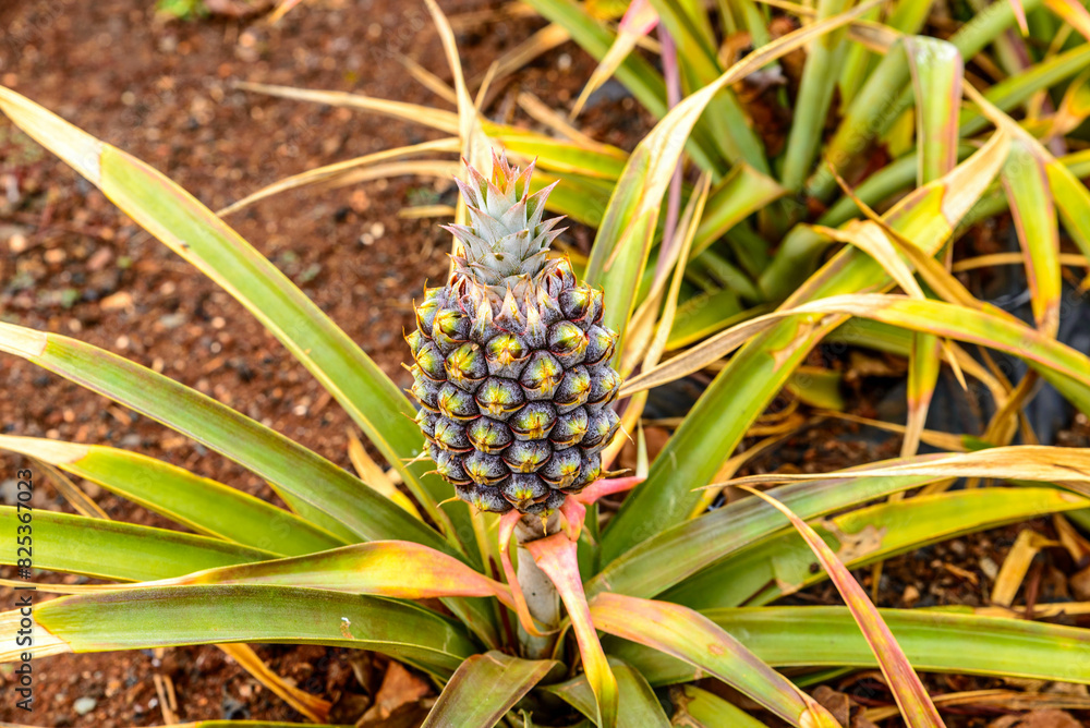 Pineapple growing on a plant at Dole Plantation Hawaii USA. Pineapple growing on a plant at Dole Plantation Hawaii USA.