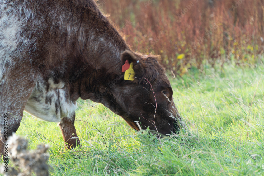 Lone cow grazing in a grassy field Lone cow grazing in a grassy field