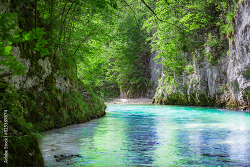 Serene River Amidst Lush Woods
