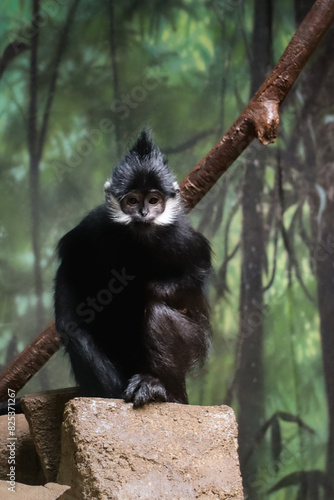 Closeup photo of a Francois' langur monkey