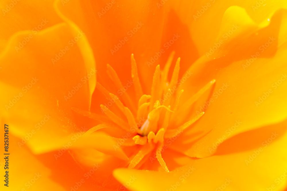 Flower of a California poppy (Eschscholzia californica) Flower of a California poppy (Eschscholzia californica)