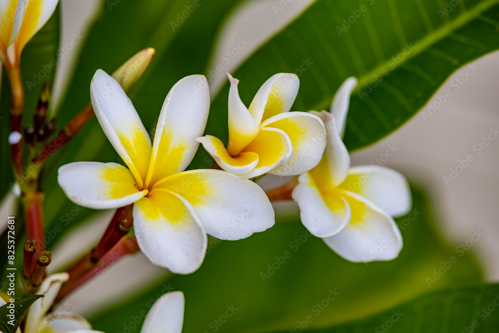 Closeup of white Frangipani flowers (Plumeria alba) on a green branch Closeup of white Frangipani flowers (Plumeria alba) on a green branch