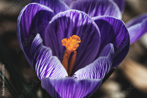 Photography Close-up of a vibrant purple Saffron flower
