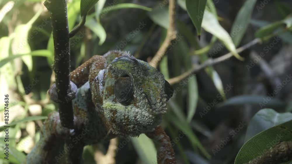 Shot of a chameleon perched on a thin stick, camouflaged against the tree's green and brown hues