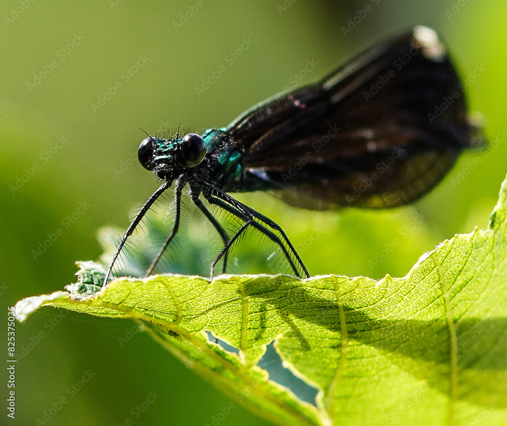 Macro of a Jewel wing dragonfly sitting on a green leaf. Macro of a Jewel wing dragonfly sitting on a green leaf.