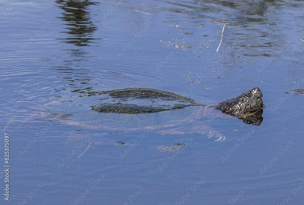 Obraz premium Animal submerged in water surrounded by vegetation, Created with a mirrorless camera.