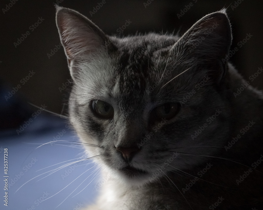 a cat is resting on the bed looking at the camera a cat is resting on the bed looking at the camera