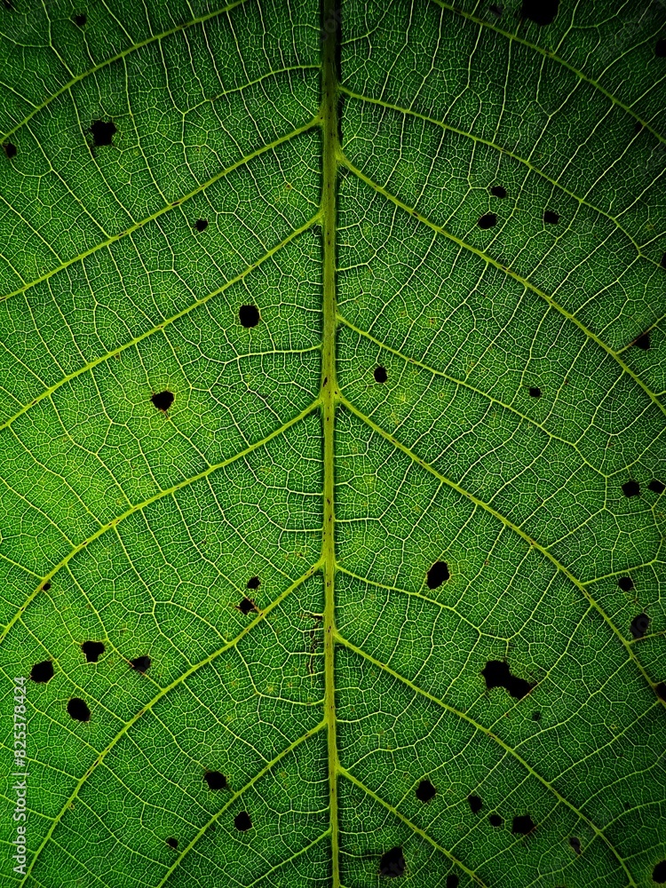 Obraz premium Podświetlony liść