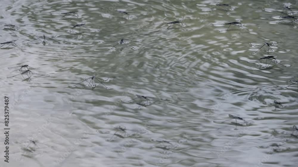 Shot of water striders standing on the surface of the water. Shot of water striders standing on the surface of the water.