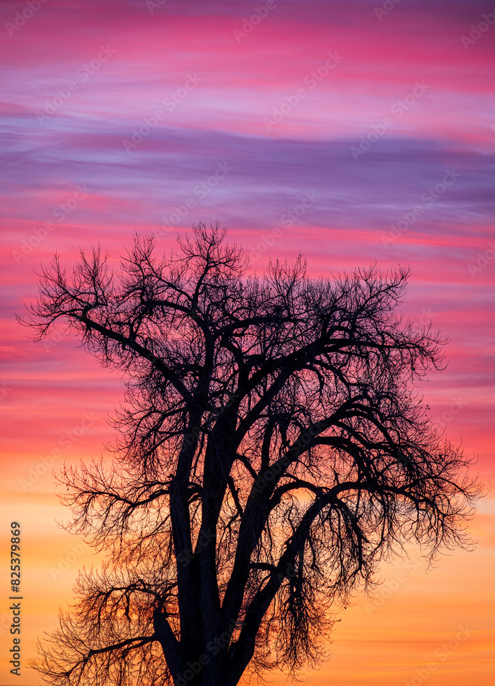 silhouette of tree in sunset silhouette of tree in sunset