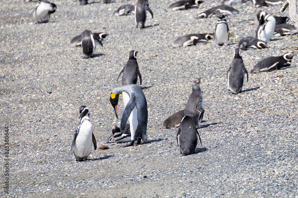 Fototapeta premium Emperor penguin in a group of Magellanic penguins