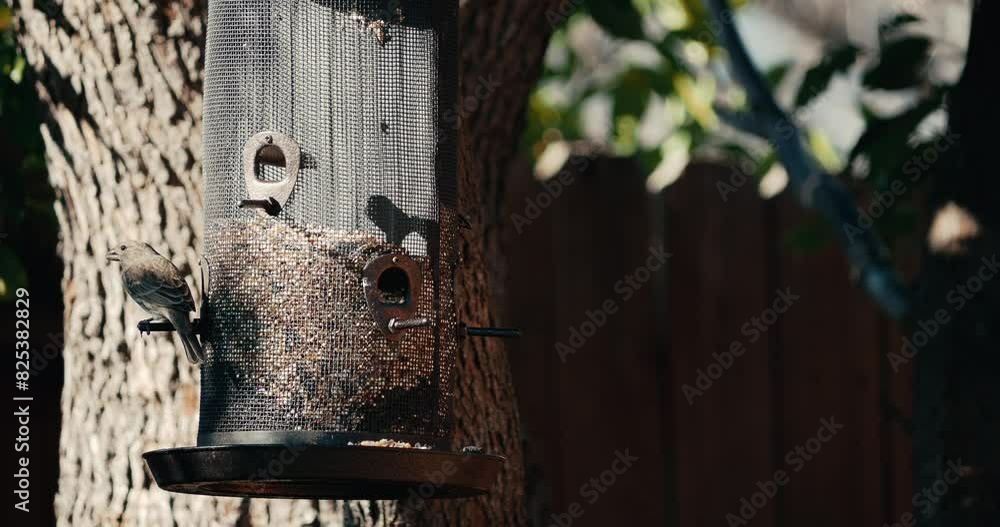Sparrow perching on a bird feeder in the backyard garden eating seeds on a sunny day Sparrow perching on a bird feeder in the backyard garden eating seeds on a sunny day
