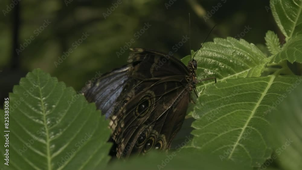 Shot of a black butterfly with some cyclic spots on the wings standing on a green leaf. Shot of a black butterfly with some cyclic spots on the wings standing on a green leaf.
