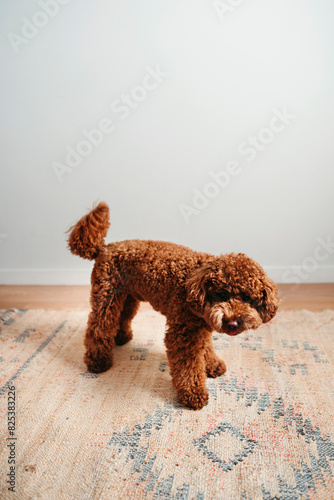 Curious Poodle Indoors on Decorative Rug photo