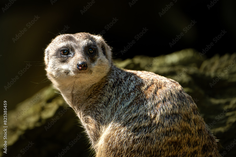 Fototapeta premium Small Mongoose gazes to the side in a natural environment