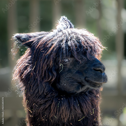 a close up photo of a llama on a farm