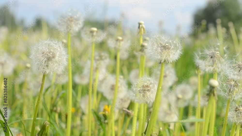 Nature Observation. White Dandeliones. Meadow with Dandeliones. Meadow Grass. Summertime Scene with Dandeliones. Grasses sway in the wind. Nature Observation. White Dandeliones. Meadow with Dandeliones. Meadow Grass. Summertime Scene with Dandeliones. Grasses sway in the wind.