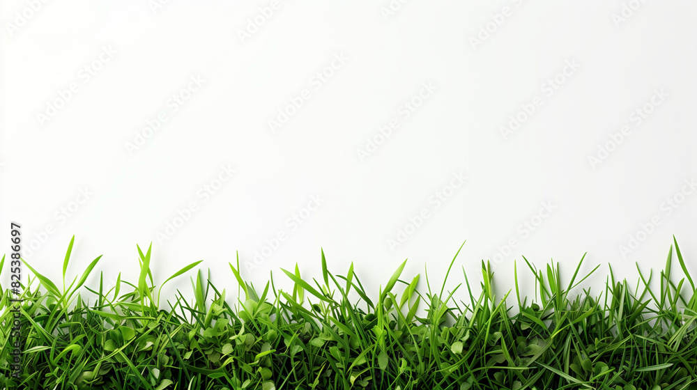 Fototapeta premium grass at the bottom border on a white background