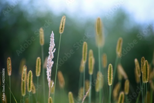 Źdźbła trawy na tle rozmytego tła photo